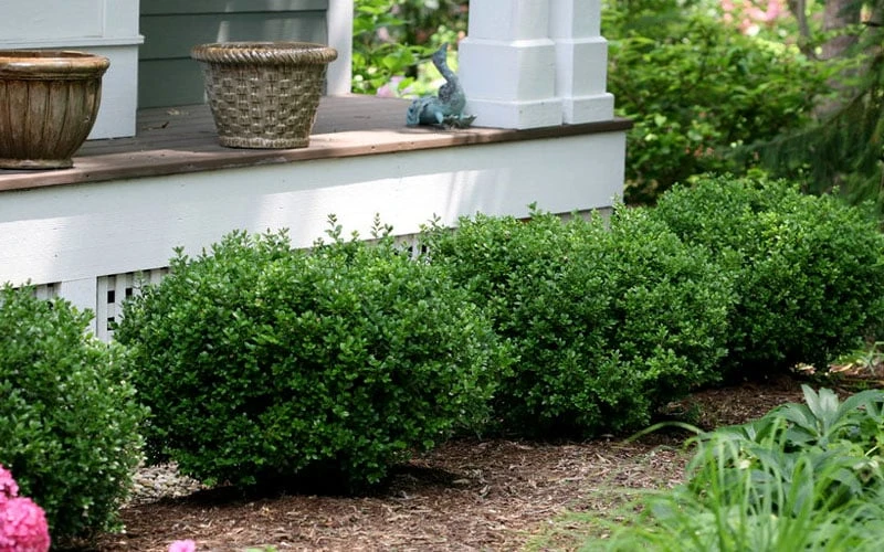 Little Missy Dwarf Boxwood - 5 Pack Of Quart Pots - Image 5