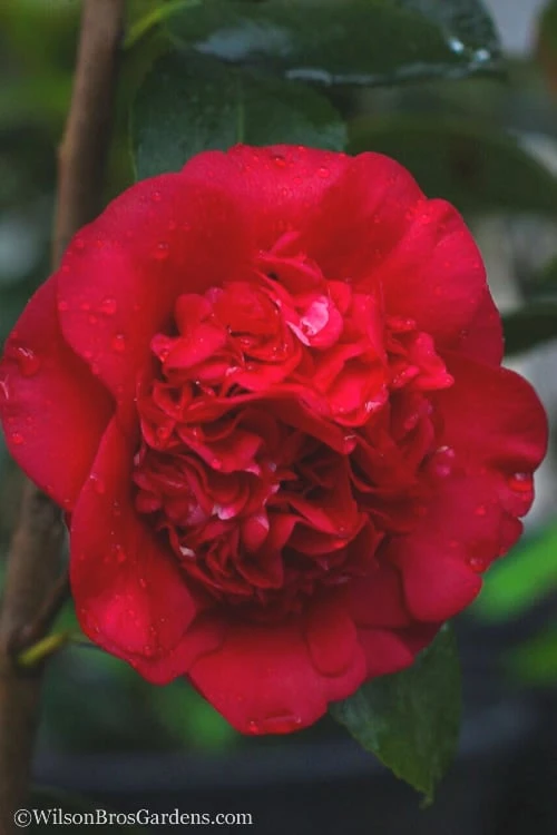 April Tryst Camellia Japonica - 7 Gallon Pot (3-4') - Image 5