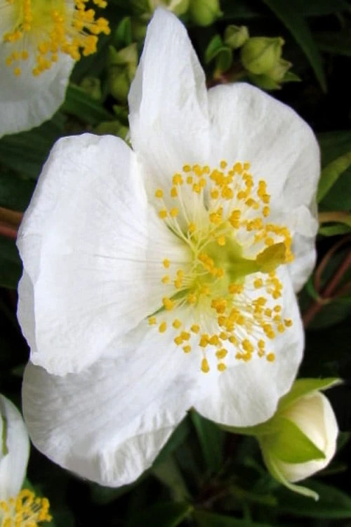 Elizabeth Bush Anemone (Carpentaria Californica) - 5 Gallon Pot - Image 8