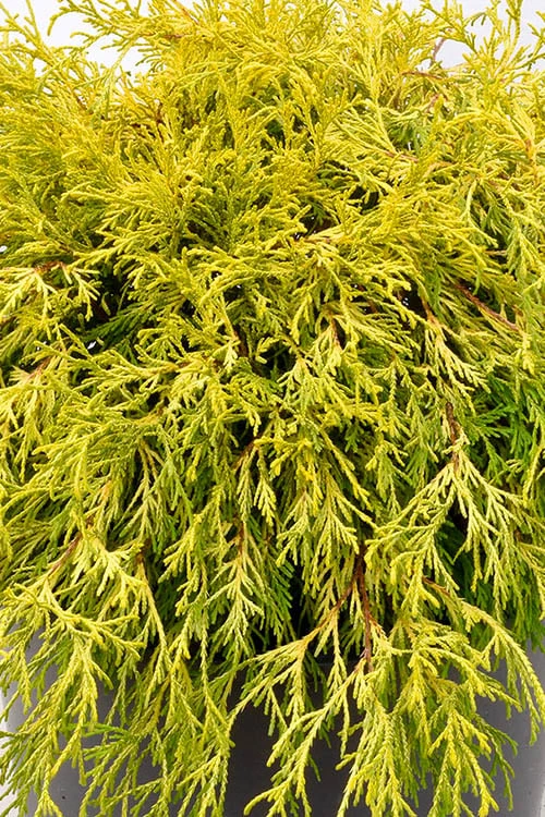 Gold Mop Threadleaf Cypress Tree (Standard Topiary) - 5 Gallon Pot - Image 4