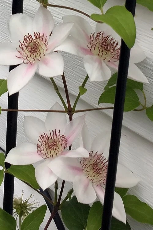 Corinne Clematis - 1 Gallon Pot - Image 7