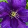 Duchess Of Cornwall Clematis- 1 Gallon Pot