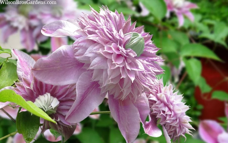 Josephine Clematis - 1 Gallon Pot - Image 4