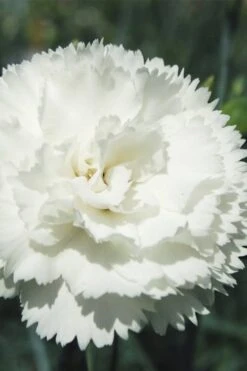 Super Trouper White Dianthus - 5 Pack Of Quart Pots