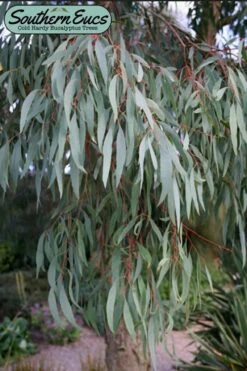 Angus Cold Hardy Eucalyptus Tree (Eucalyptus Nicholii) - 3 Gallon Pot