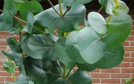 Big O Cold Hardy Eucalyptus Tree (Eucalyptus Neglecta) - 5 Gallon Pot (5-6') - Image 7