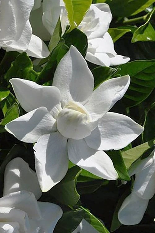 Summer Snow Gardenia - 3 Gallon Pot - Image 7