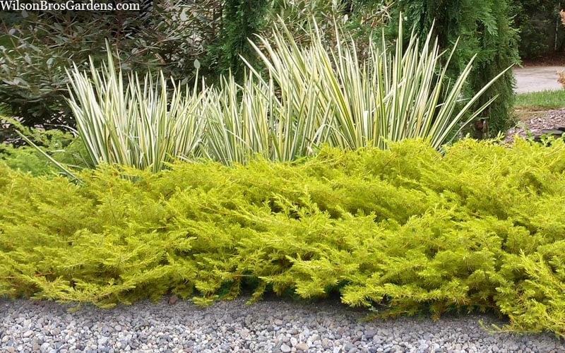 All Gold Golden Pacific Juniper - 2 Gallon Pot - Image 5