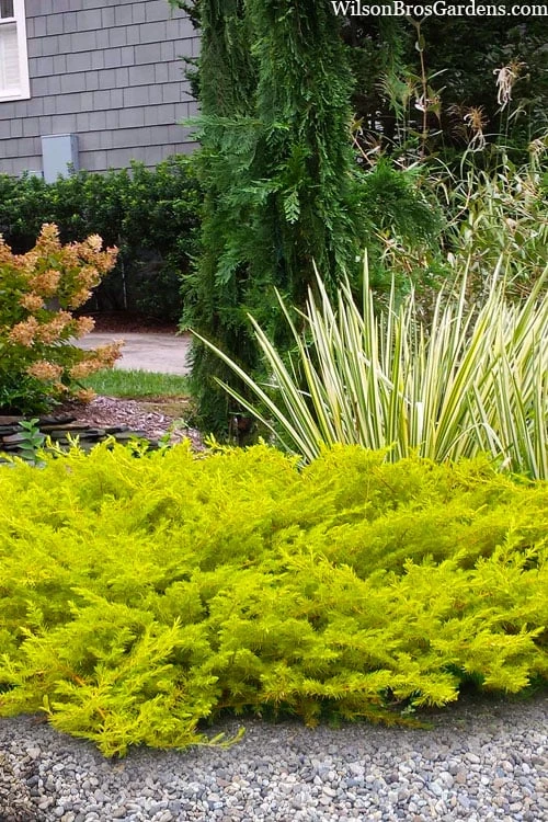All Gold Golden Pacific Juniper - 2 Gallon Pot