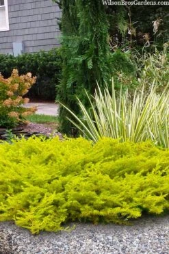 All Gold Golden Pacific Juniper - 1 Gallon Pot