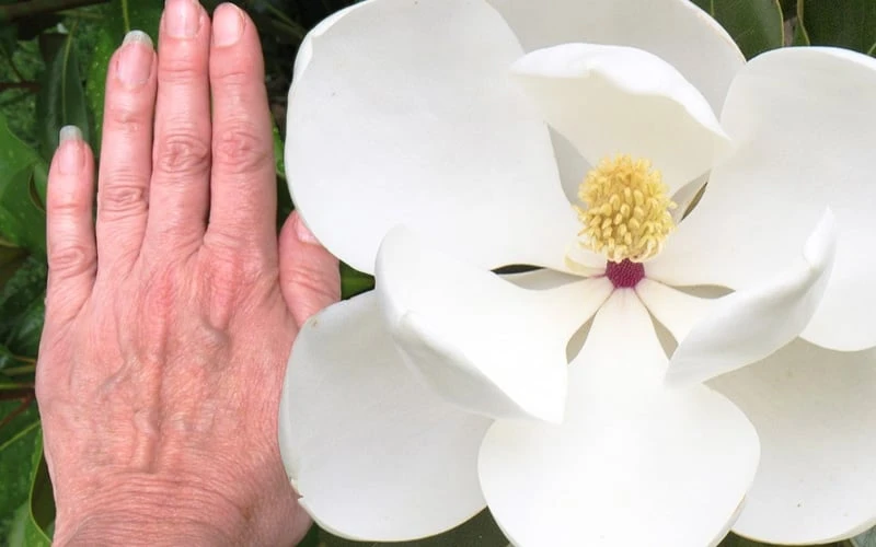 Edith Bogue Cold Hardy Evergreen Magnolia - 5 Gallon Pot - Image 5