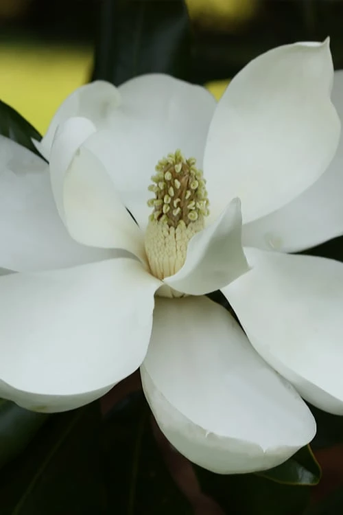 Edith Bogue Cold Hardy Evergreen Magnolia - 5 Gallon Pot - Image 9