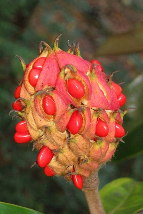 Edith Bogue Cold Hardy Evergreen Magnolia - 5 Gallon Pot - Image 8