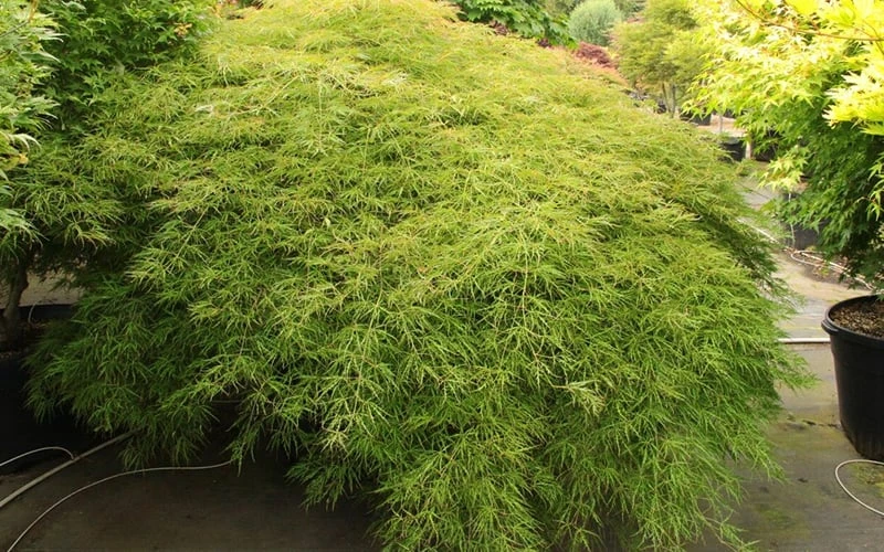 Otto's Dissectum Japanese Maple (Acer Palmatum) - 5 Gallon Pot - Image 5