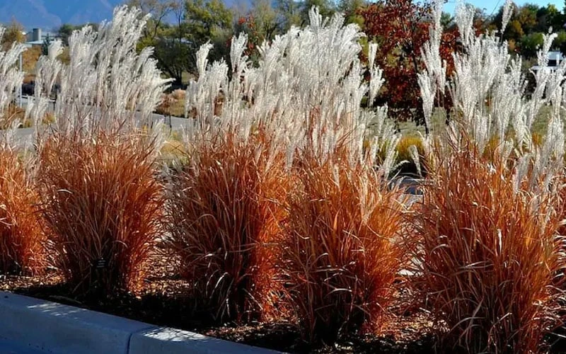 Flame Grass (Miscanthus 'Purpurascens') - 1 Gallon Pot - Image 4